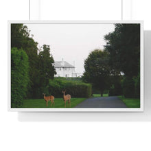 Load image into Gallery viewer, Deer is a beautiful photographic print on paper and a great art piece in your interior decor. Wooden frame. Museum quality frame comes in black or white. Printing Paper: Matte premium paper. Plexiglass front. For indoor use.