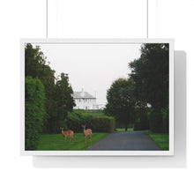Load image into Gallery viewer, Deer Photographic Print from the JG Collection