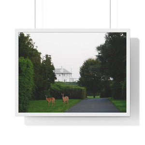 Deer Photographic Print from the JG Collection