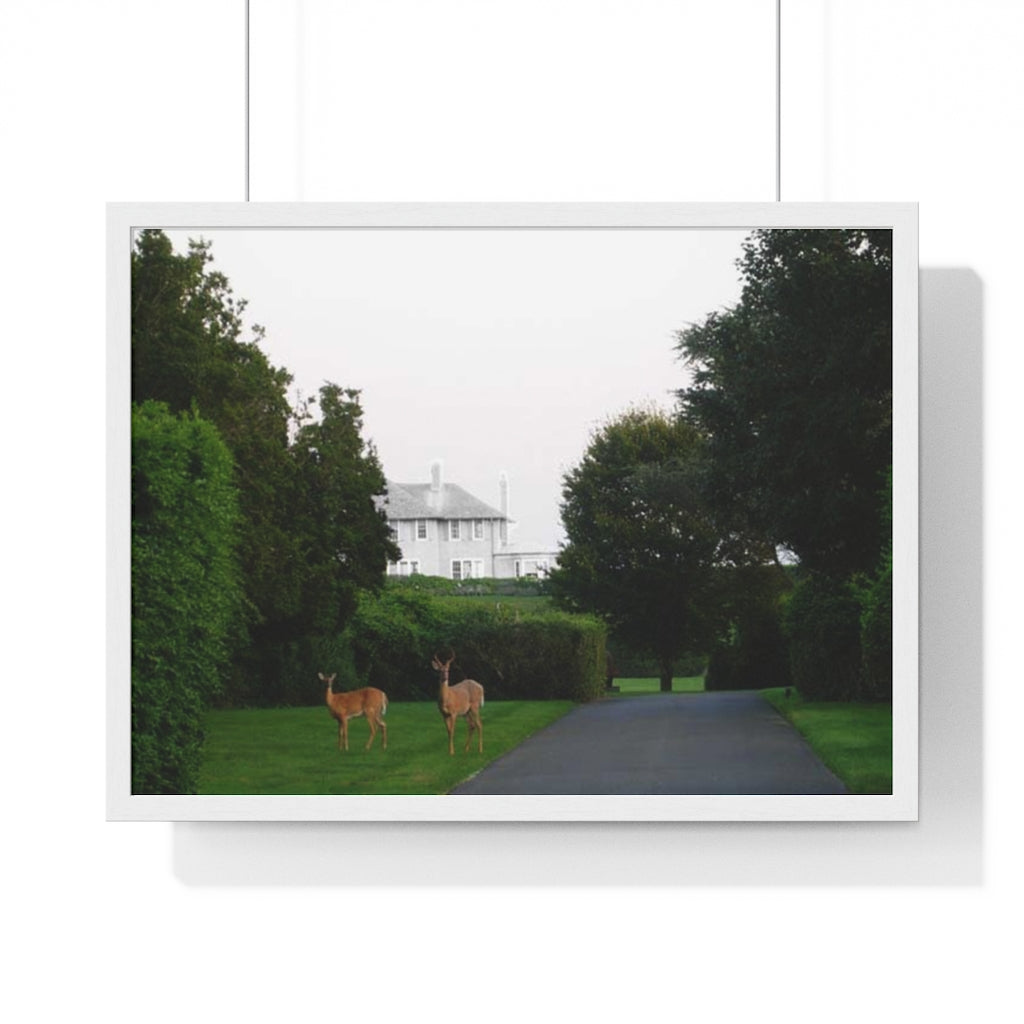 Deer Photographic Print from the JG Collection