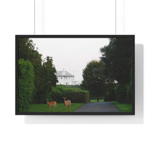Load image into Gallery viewer, Deer is a beautiful photographic print on paper and a great art piece in your interior decor. Wooden frame. Museum quality frame comes in black or white. Printing Paper: Matte premium paper. Plexiglass front. For indoor use.
