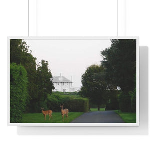 Deer is a beautiful photographic print on paper and a great art piece in your interior decor. Wooden frame. Museum quality frame comes in black or white. Printing Paper: Matte premium paper. Plexiglass front. For indoor use. Multiple sizes. Free shipping.