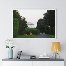 Load image into Gallery viewer, Deer is a beautiful photographic print on paper and a great art piece in your interior decor. Wooden frame. Museum quality frame comes in black or white. Printing Paper: Matte premium paper. Plexiglass front. For indoor use.
