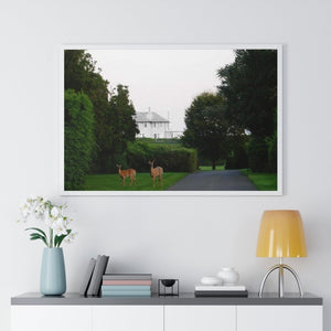 Deer is a beautiful photographic print on paper and a great art piece in your interior decor. Wooden frame. Museum quality frame comes in black or white. Printing Paper: Matte premium paper. Plexiglass front. For indoor use.