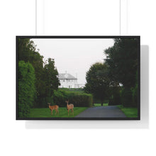 Load image into Gallery viewer, Deer Photographic Print from the JG Collection
